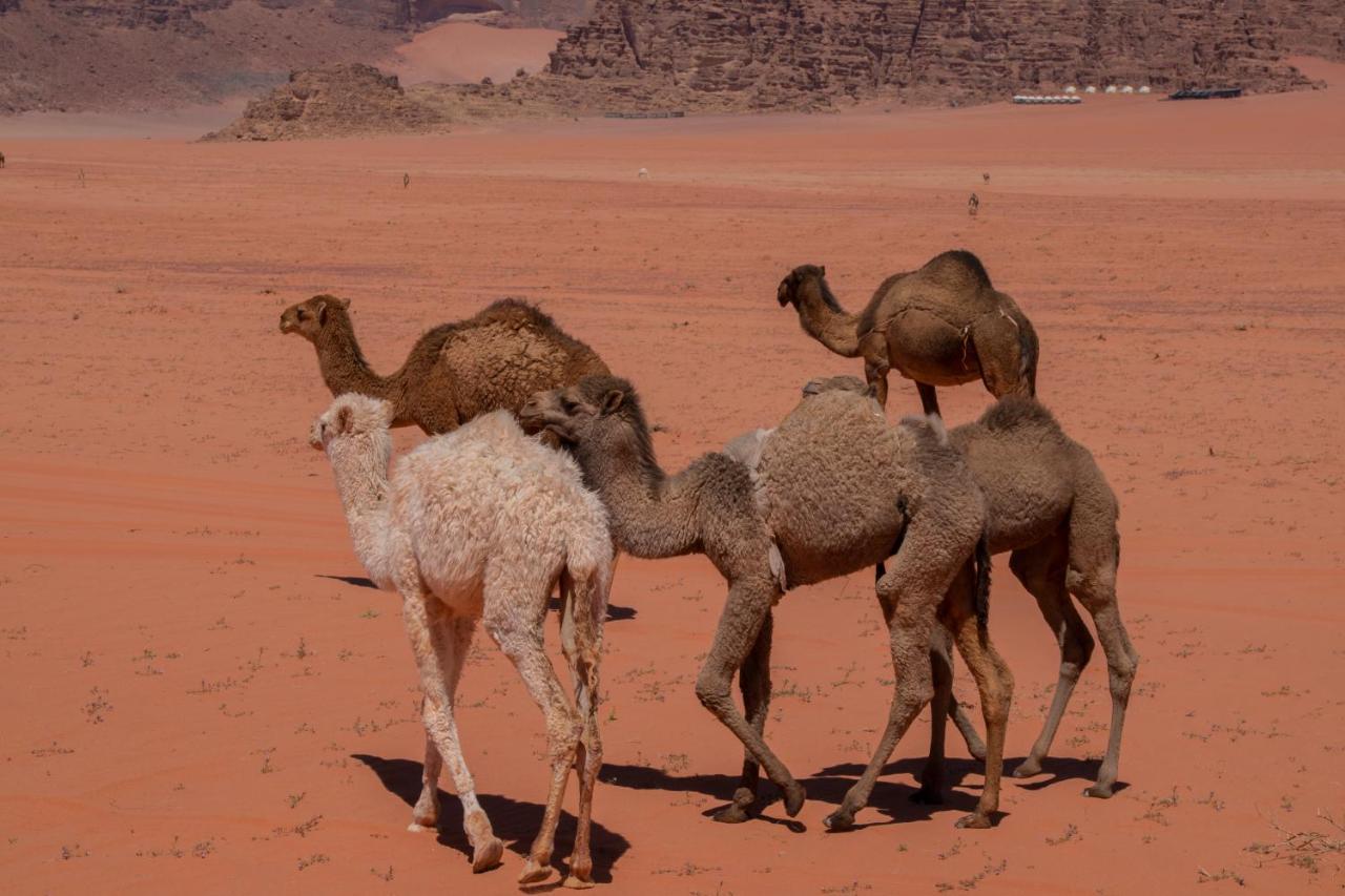 Wadirum Sunset Camp Hotel Wadi Rum Buitenkant foto